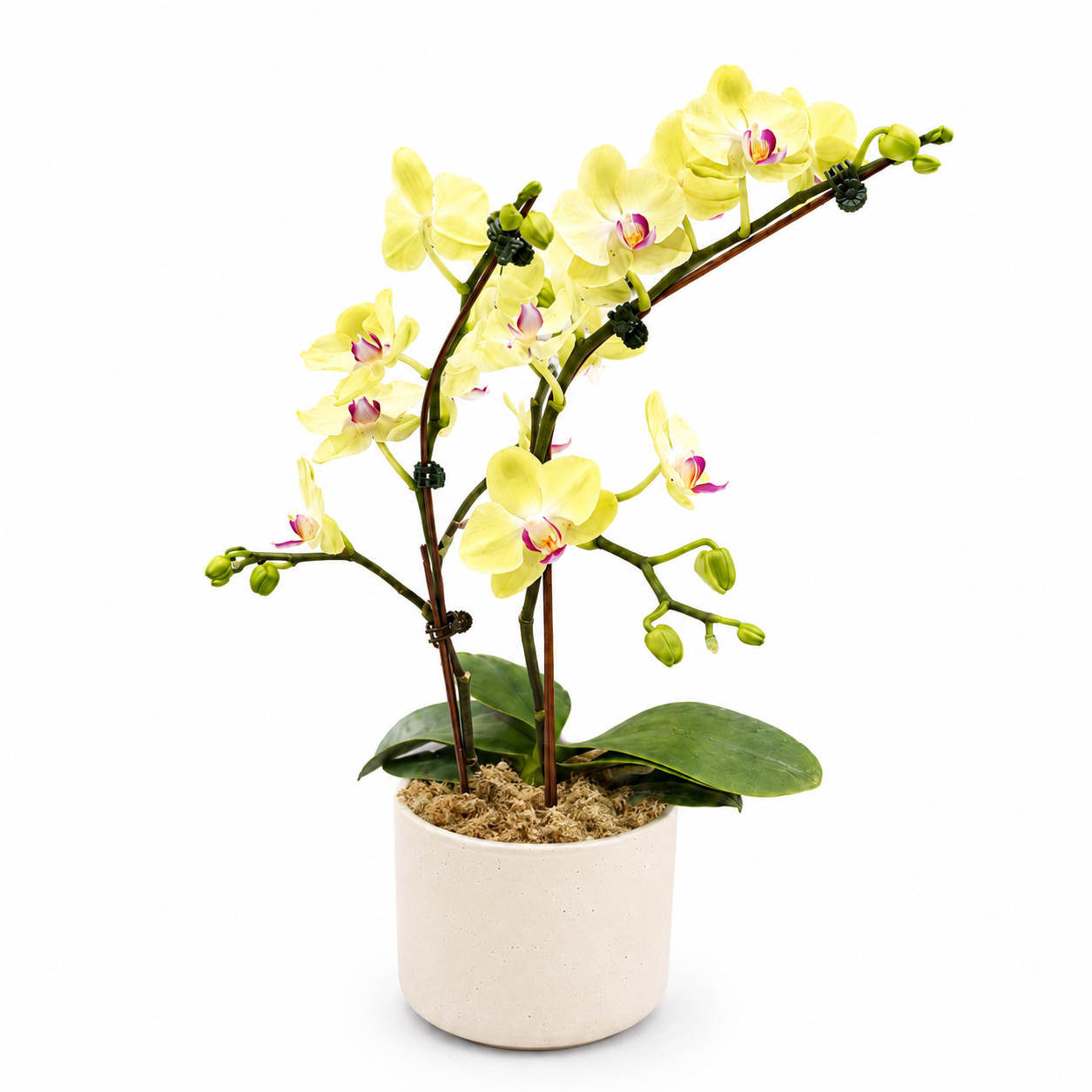 Duo Green Medium Phalaenopsis Orchid