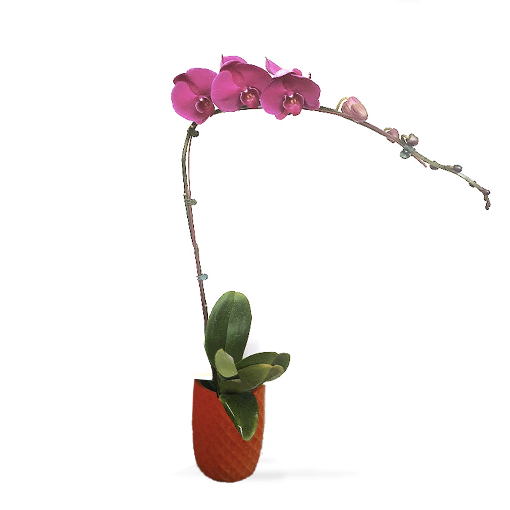 Potted Phalaenopsis Orchids- Violet
