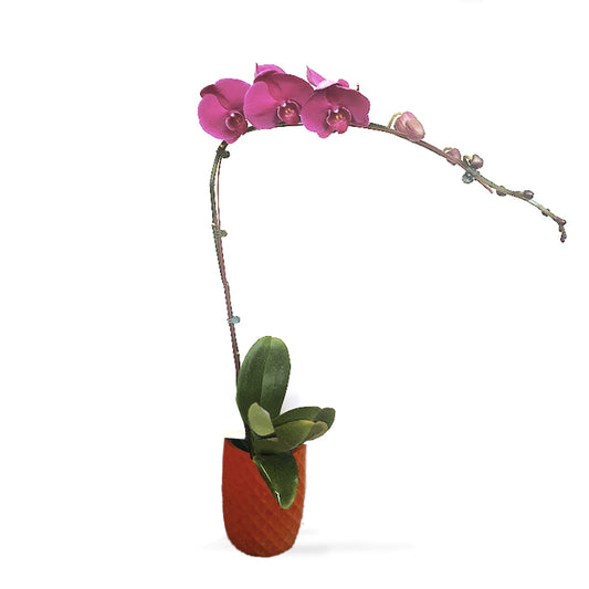 Potted Phalaenopsis Orchids- Violet