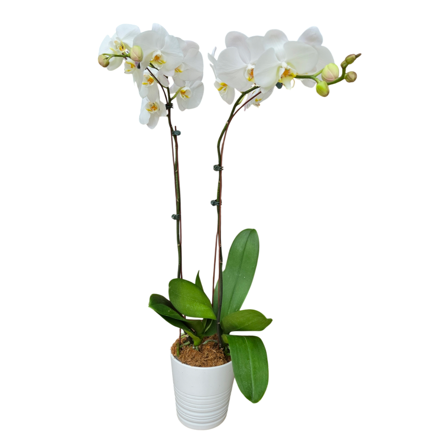 Potted Phalaenopsis Orchids Duo