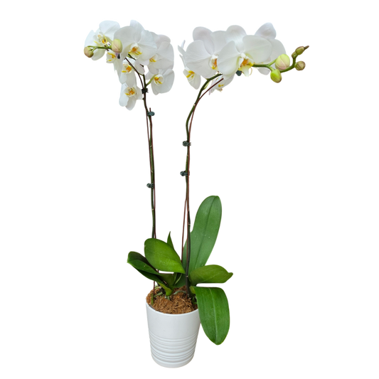 Potted Phalaenopsis Orchids Duo