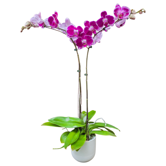Potted Phalaenopsis Orchids Duo - Purple