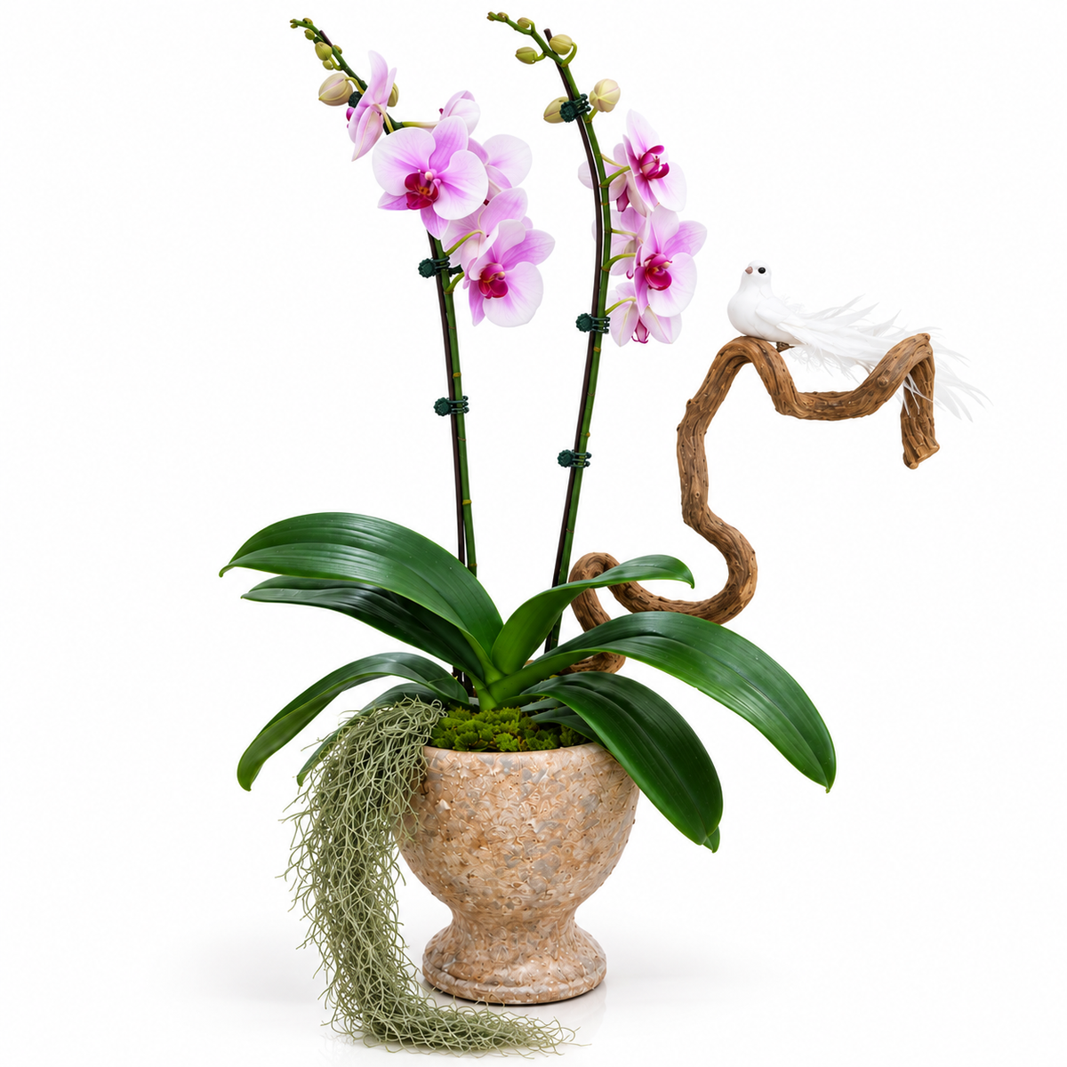 Orchid Songbird