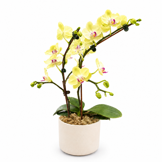 Duo Green Medium Phalaenopsis Orchid