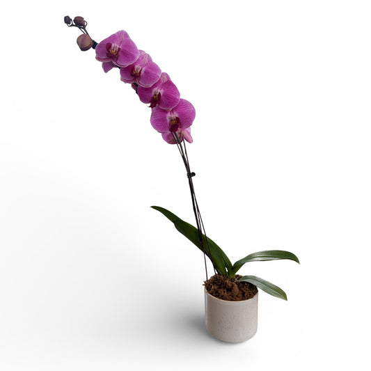 Potted Phalaenopsis Orchids- Violet