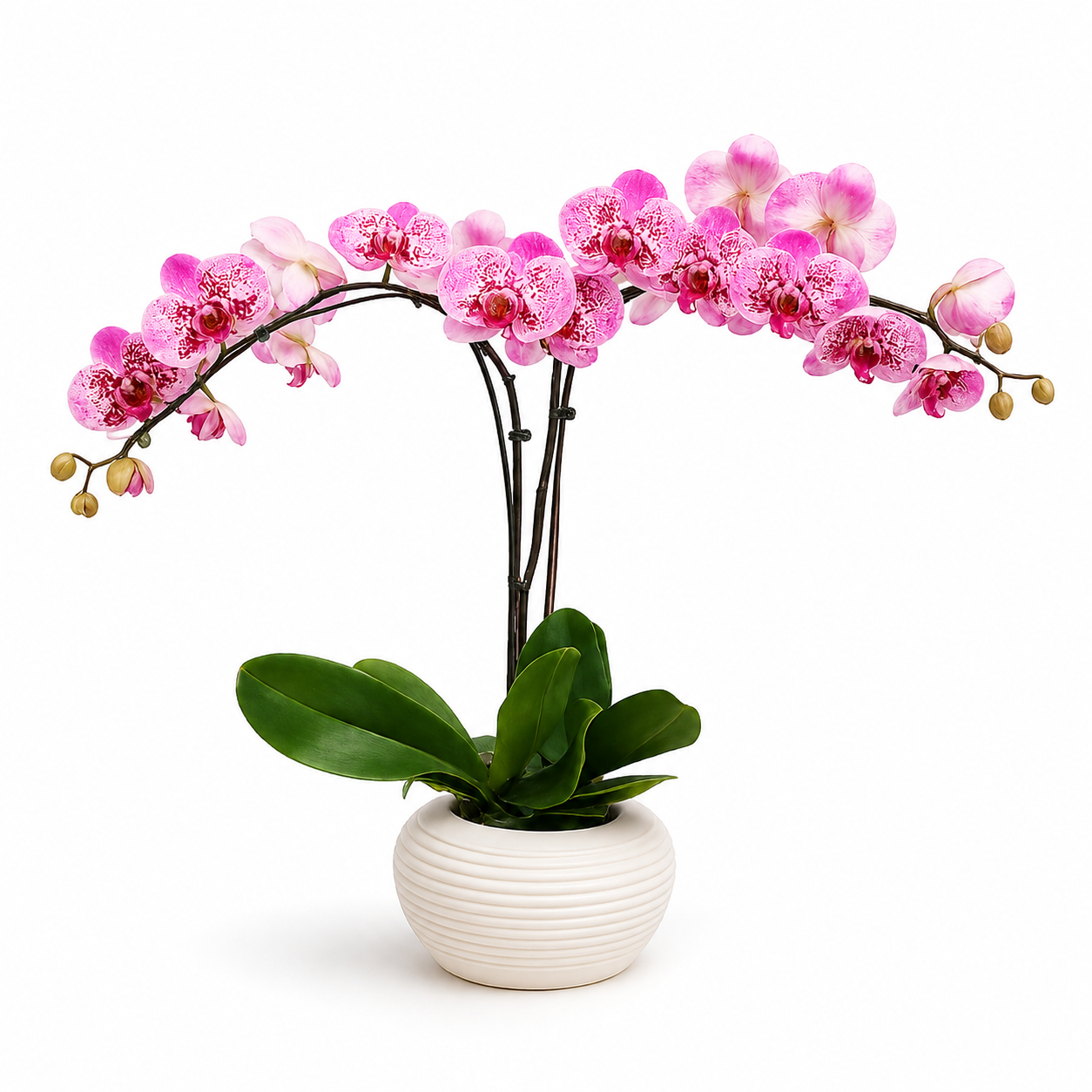 Potted Phalaenopsis Orchids Duo - Purple