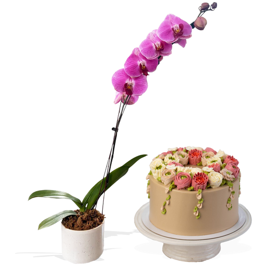 Phalaenopsis Orchid & Hearts & Bells Midnight Mocha Bundle