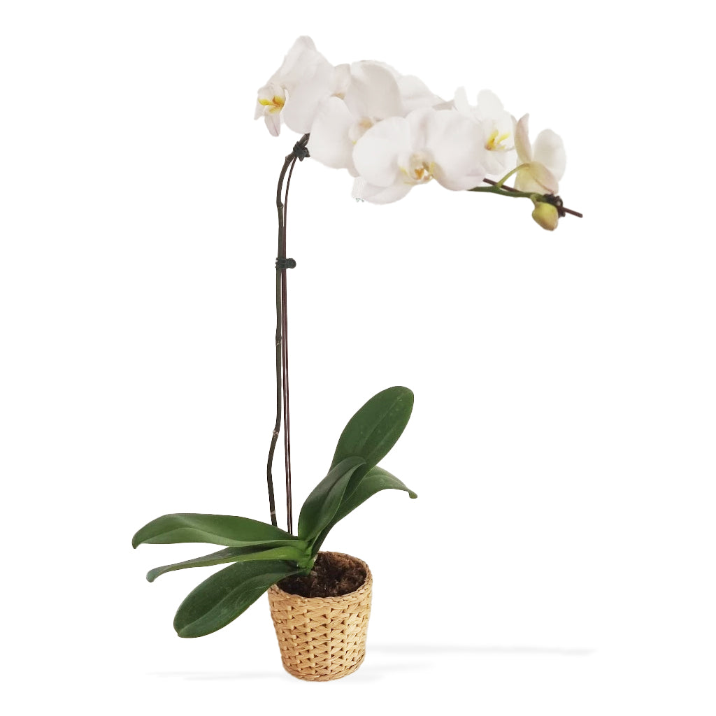 Potted Phalaenopsis Orchids