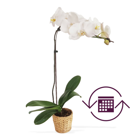 White Phalaenopsis Orchids Subscription