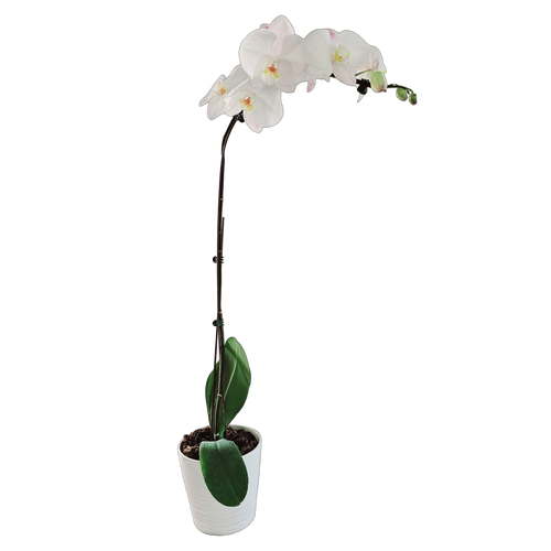 Potted Phalaenopsis Orchids