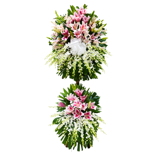 Stargazer Supernova