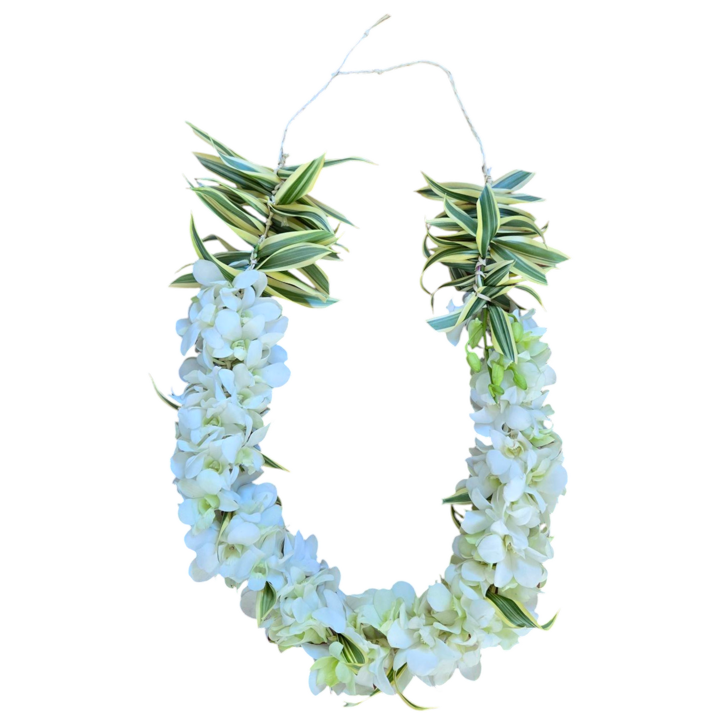 Fresh Orchid Lei