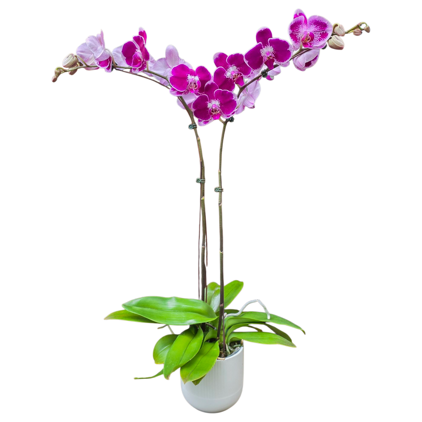 Potted Phalaenopsis Orchids Duo - Purple