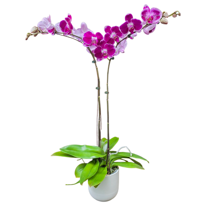 Potted Phalaenopsis Orchids Duo - Purple