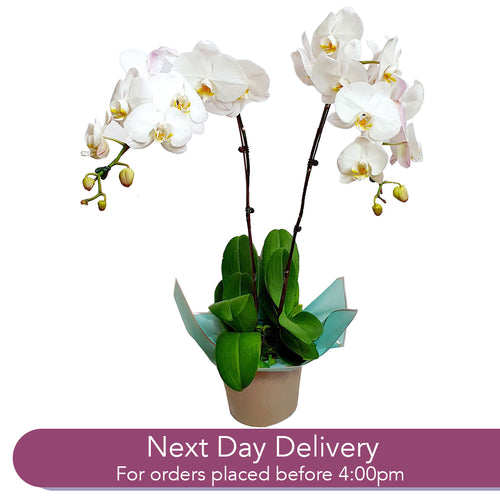 Potted Phalaenopsis Orchids Duo