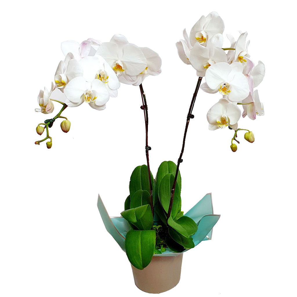 Potted Phalaenopsis Orchids Duo